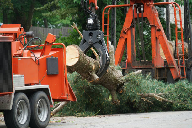 How Our Tree Care Process Works  in  Pittston, PA